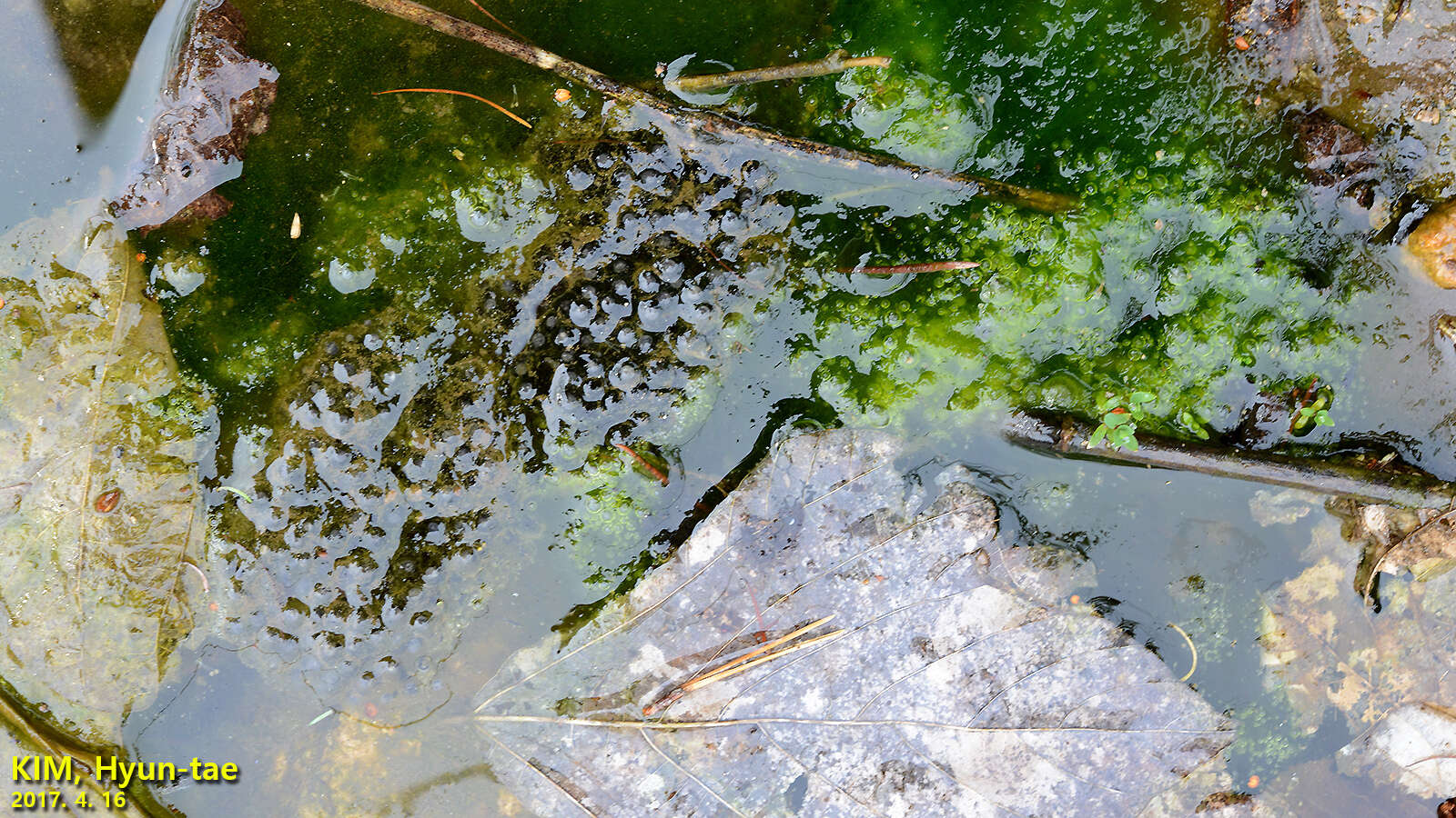 Image of Amur Brown Frog. Han-Guk-San-Gae-Gu-Ri