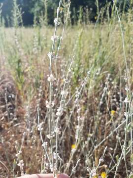 Image of wand buckwheat