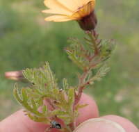 Image de Osteospermum pinnatum (Thunb.) Norlindh