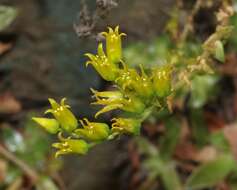 Imagem de Dudleya stolonifera Moran