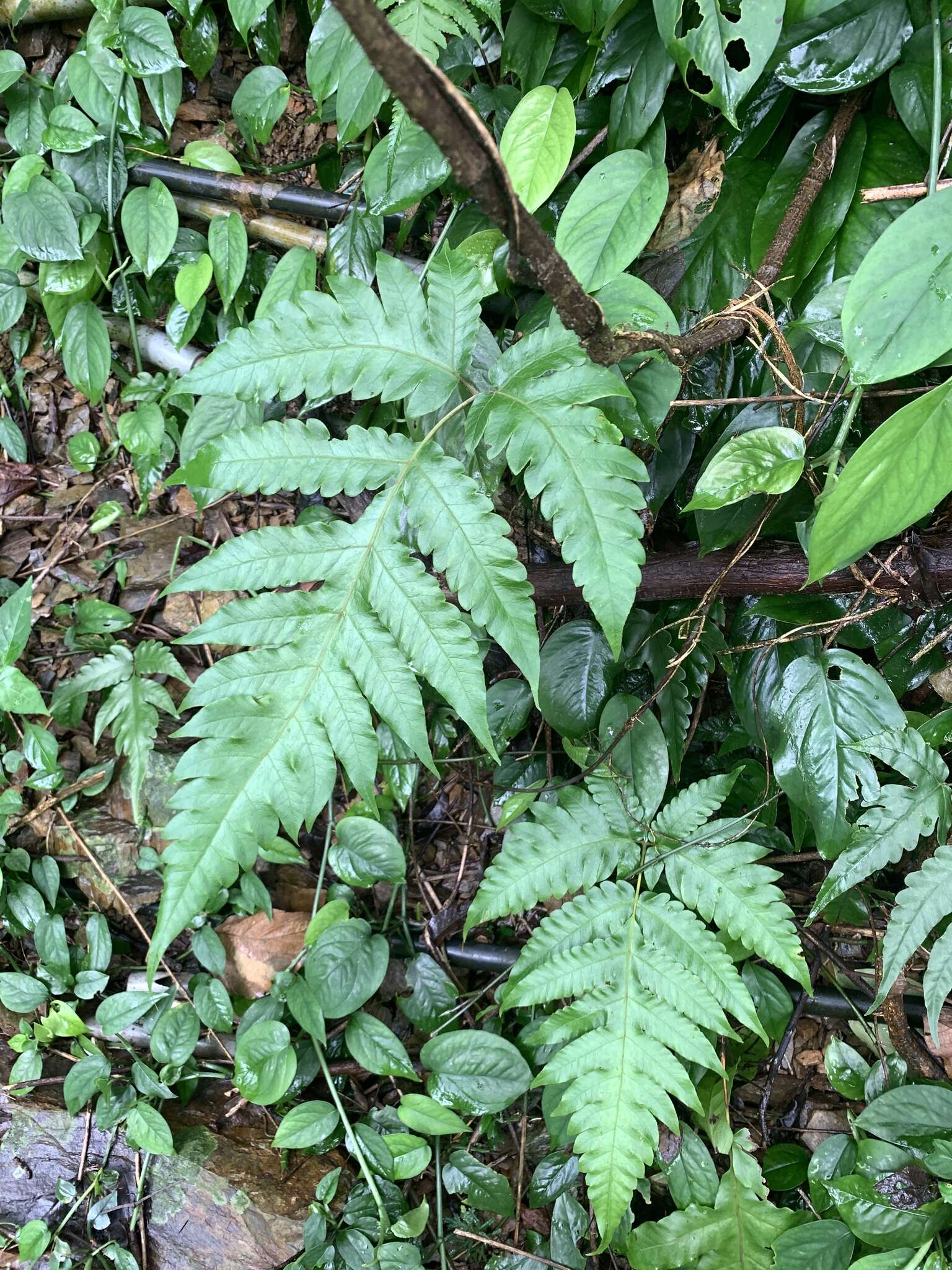 Plancia ëd Tectaria multicaudata (C. B. Cl.) Ching