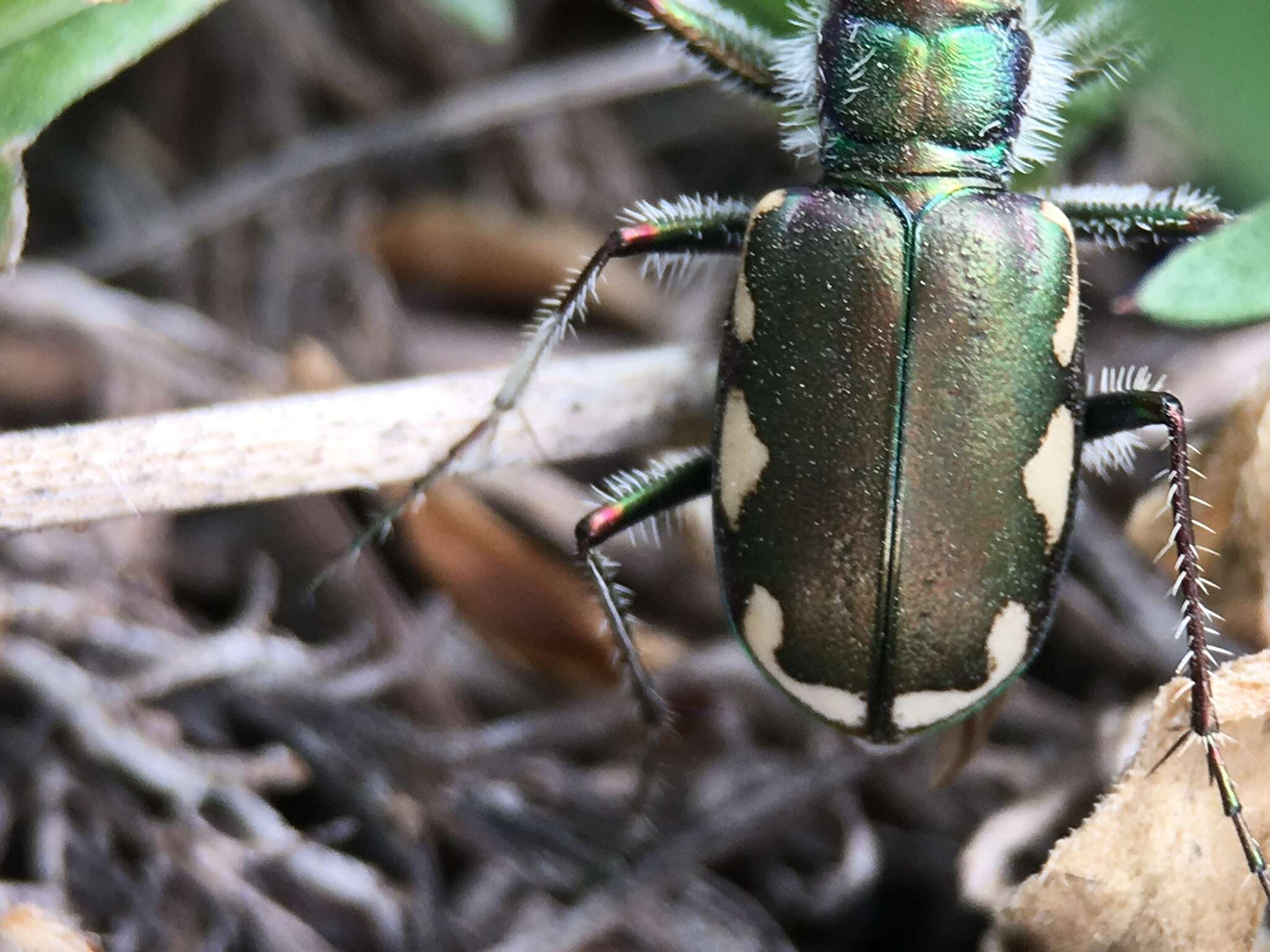 Image of Cicindela (Cicindela) scutellaris lecontei Haldeman 1853