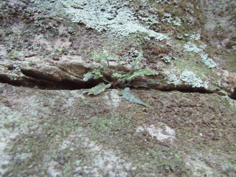 Image de Asplenium pinnatifidum Nutt.