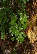 Imagem de Hymenophyllum revolutum Col.