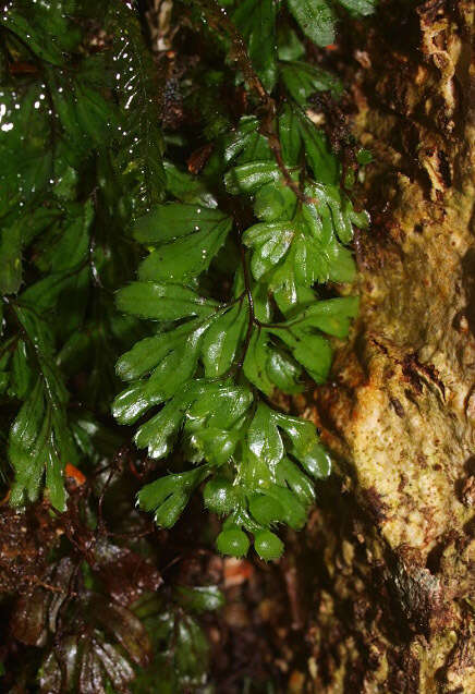 Imagem de Hymenophyllum revolutum Col.