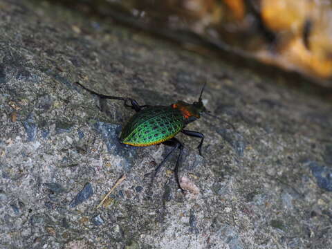 Image of Carabus (Coptolabrus) lafossei Feisthamel 1845