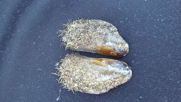 Image of bearded horse mussel