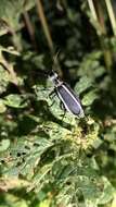 Image of Margined Blister Beetle