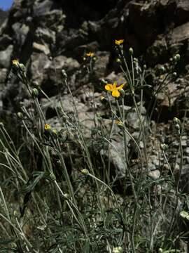 Image of Jepson's woolly sunflower