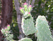 Image of Florida Semaphore Cactus