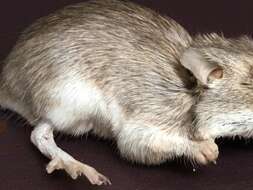 Image of Desert Pocket Mouse