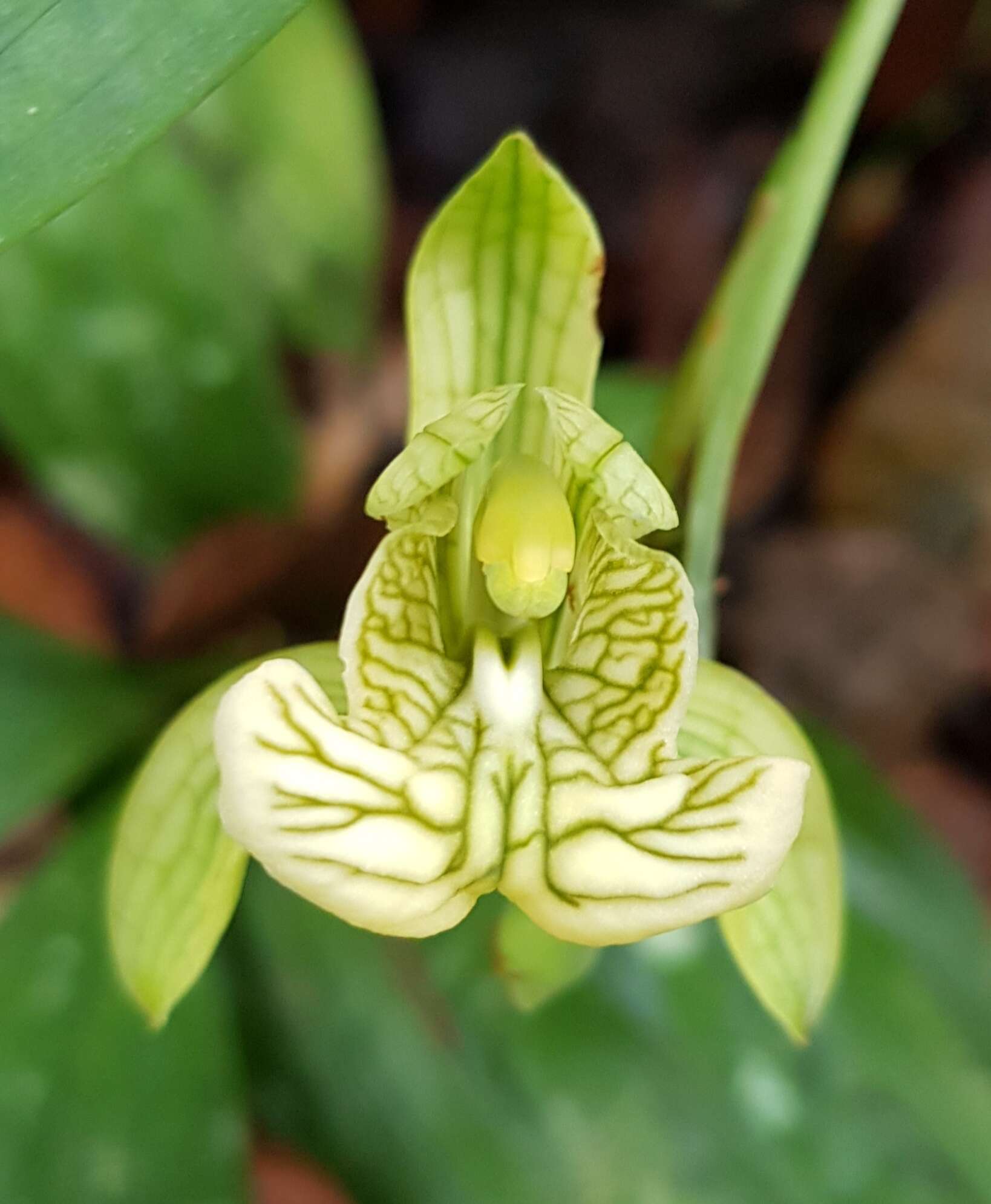 Image of Claderia viridiflora Hook. fil.