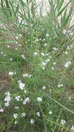 Image of Cakile maritima subsp. euxina (Pobed.) Nyár.