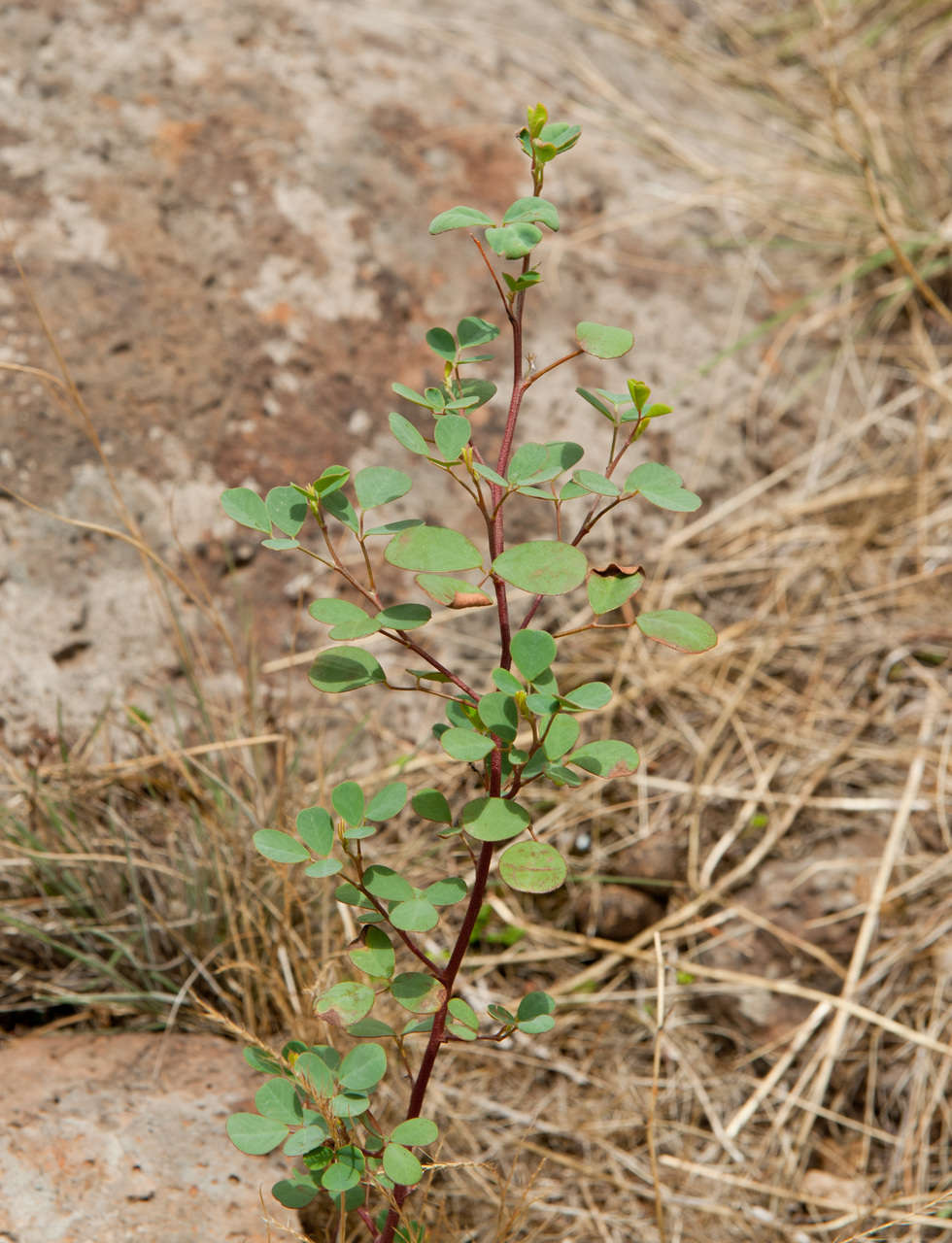 Image of Goodia medicaginea F. Muell.