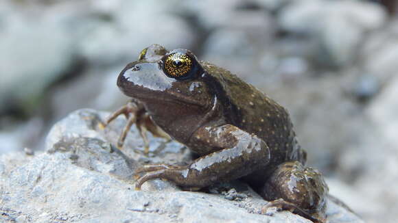 Image of Black Spiny-chest Frog