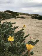 Oenothera drummondii subsp. thalassaphila (Brandegee) W. Dietrich & W. L. Wagner resmi