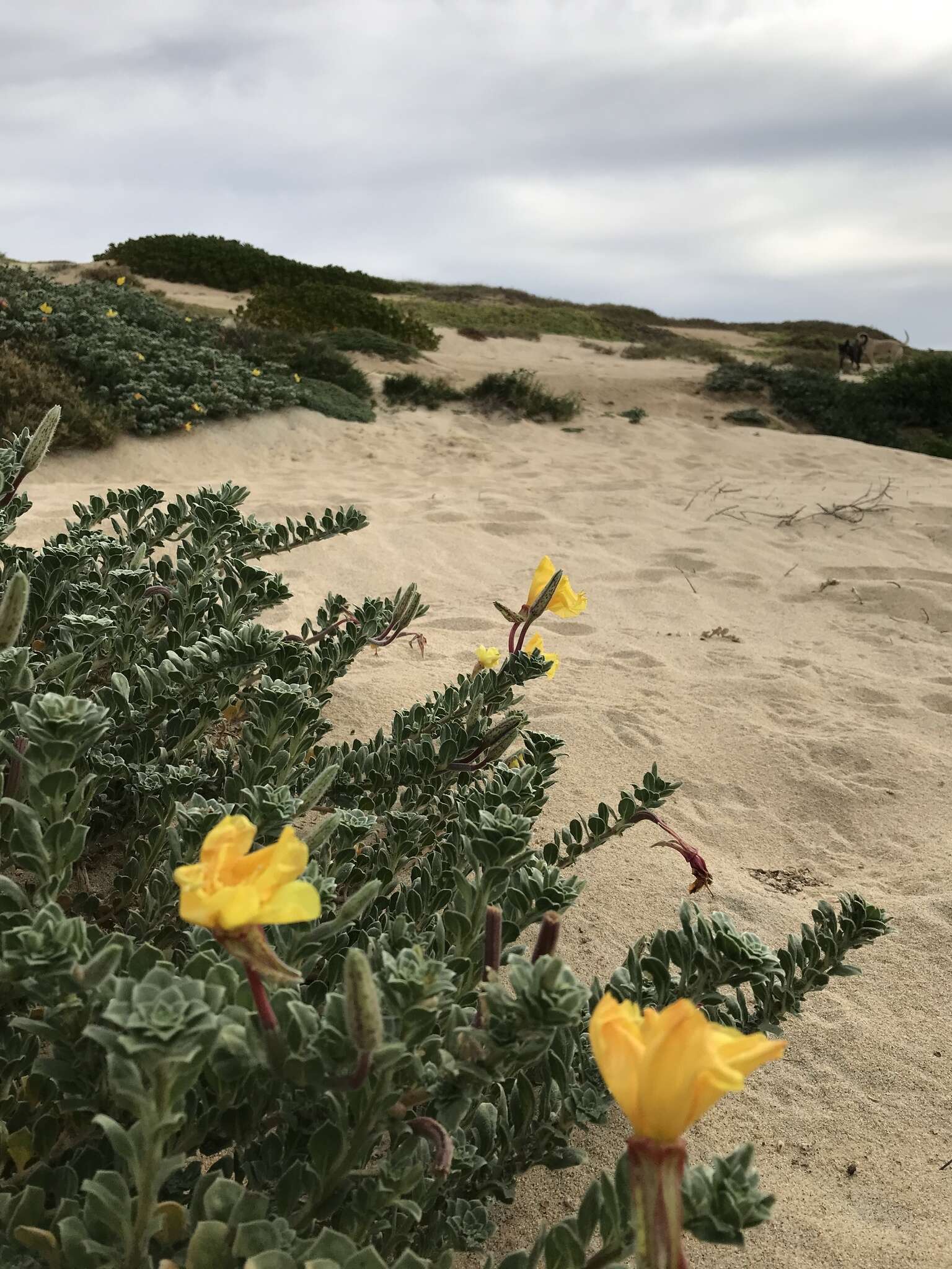 Oenothera drummondii subsp. thalassaphila (Brandegee) W. Dietrich & W. L. Wagner resmi