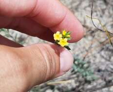 Image of Pineland Heliotrope