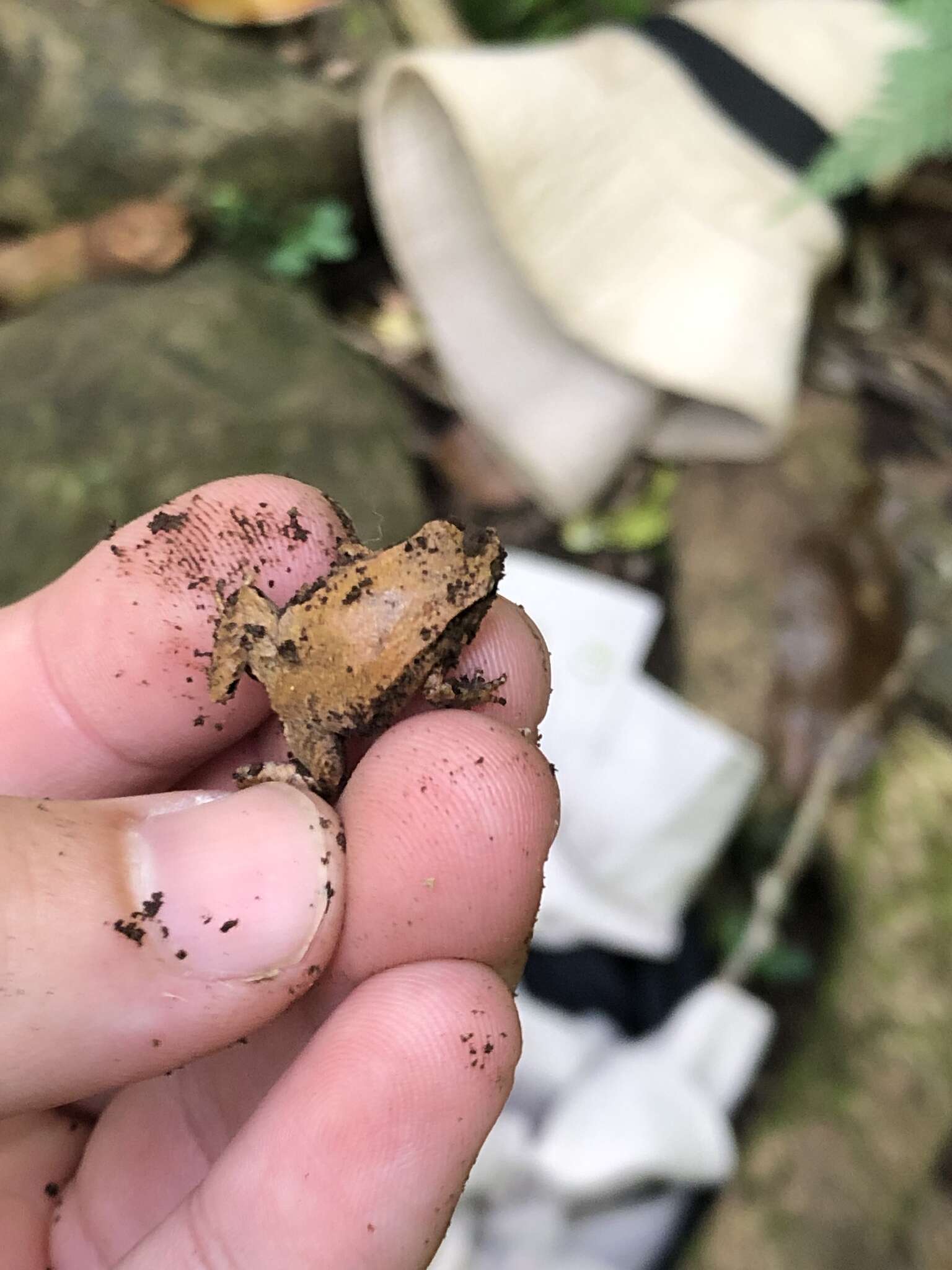 Image of Pouched Frogs