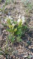 Image de Oxytropis varlakovii Serg.