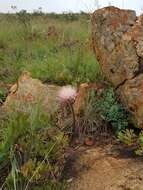 Imagem de Haemanthus humilis subsp. hirsutus (Baker) Snijman