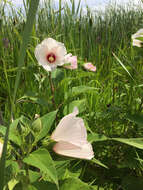 Image of Hibiscus moscheutos subsp. moscheutos