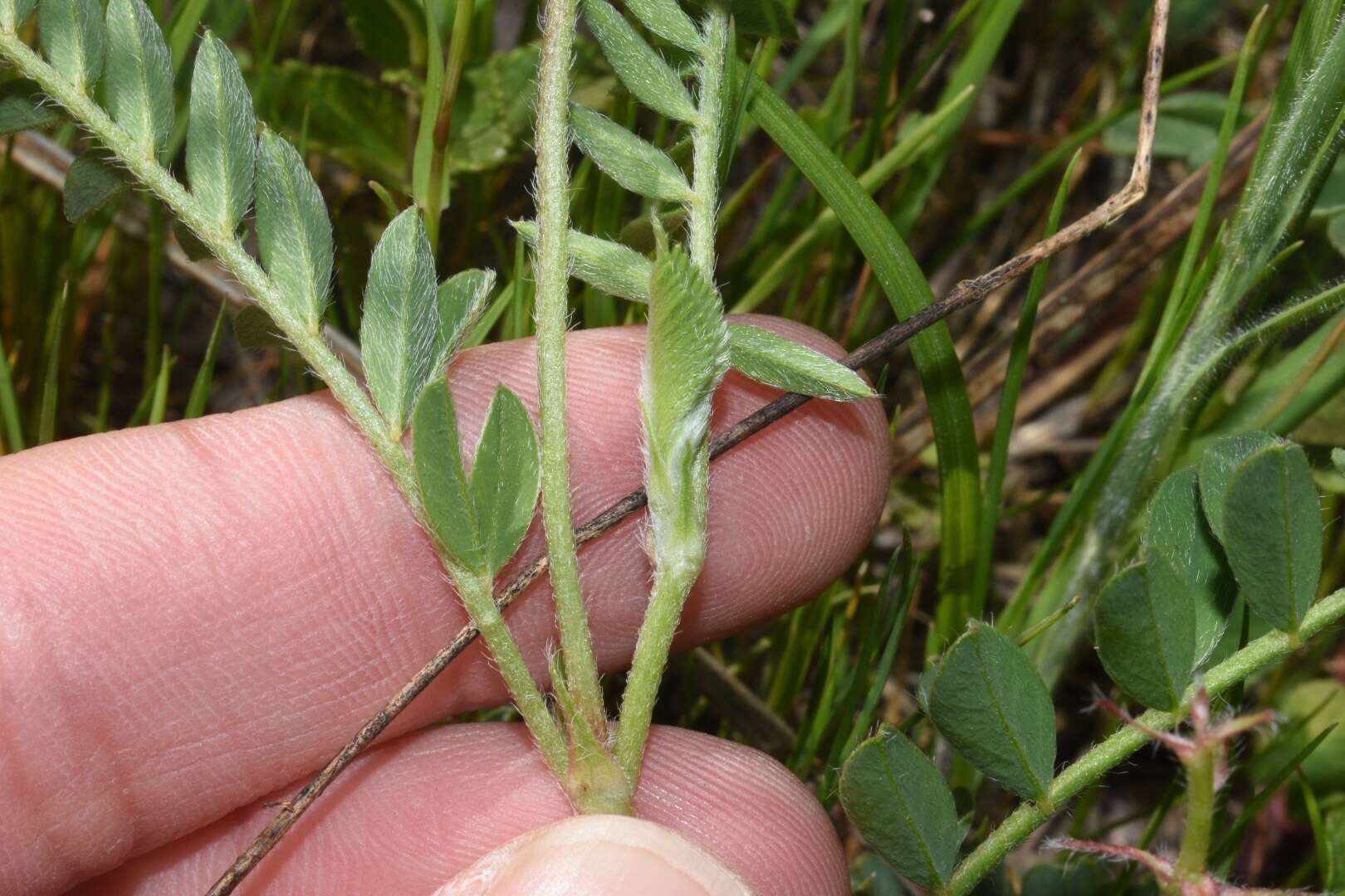 Imagem de <i>Astragalus <i>crassicarpus</i></i> var. crassicarpus