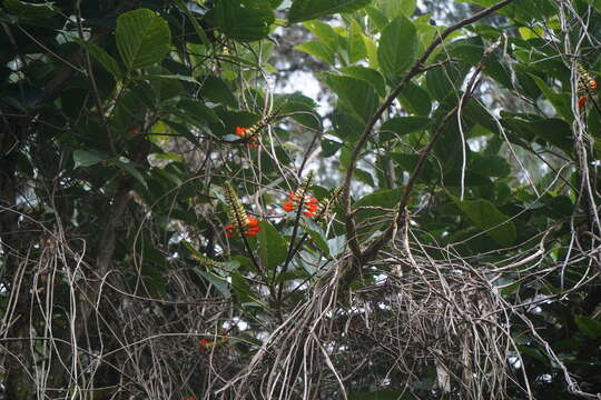 Imagem de Erythrina edulis Micheli