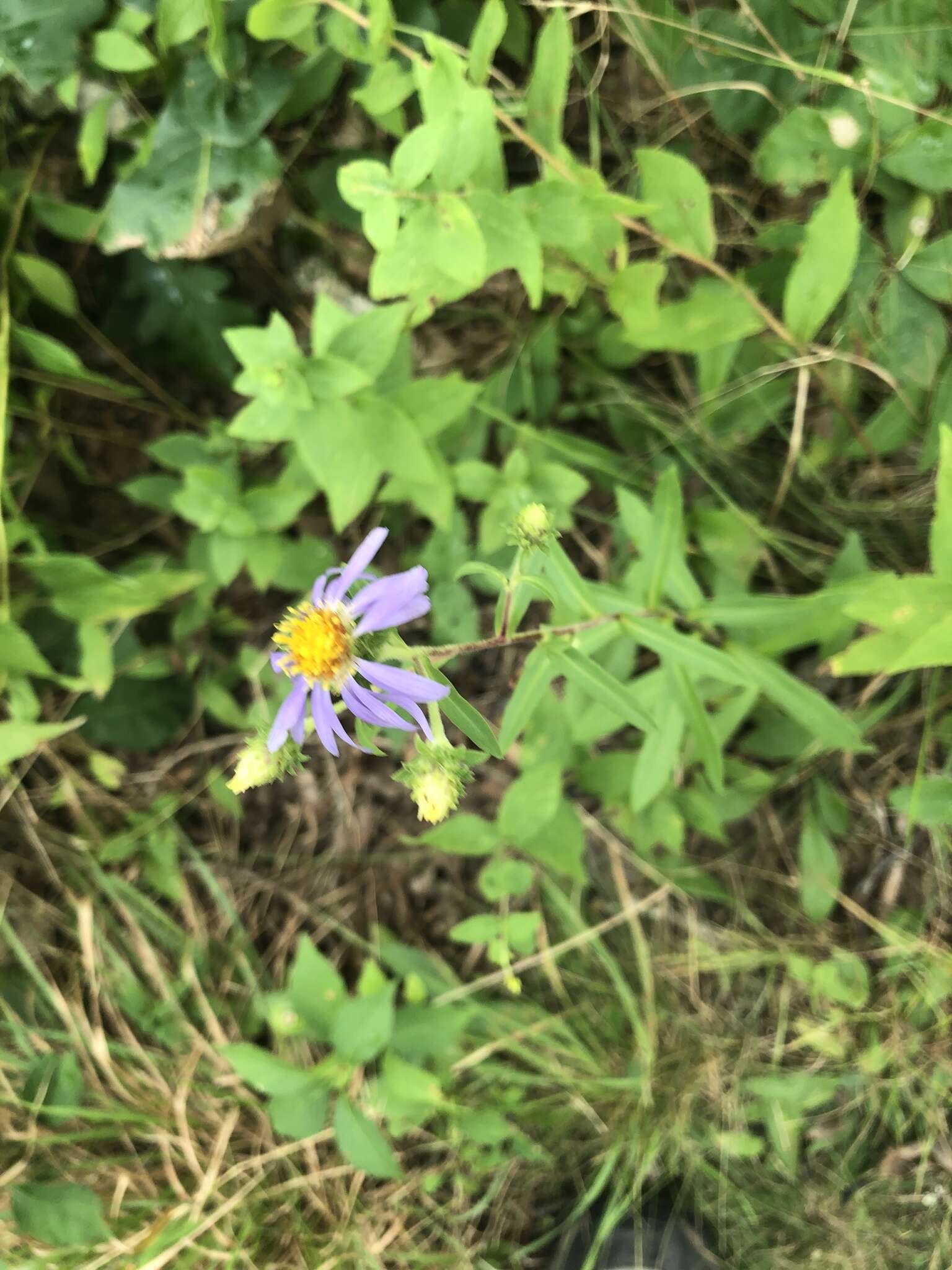 Image of eastern showy aster