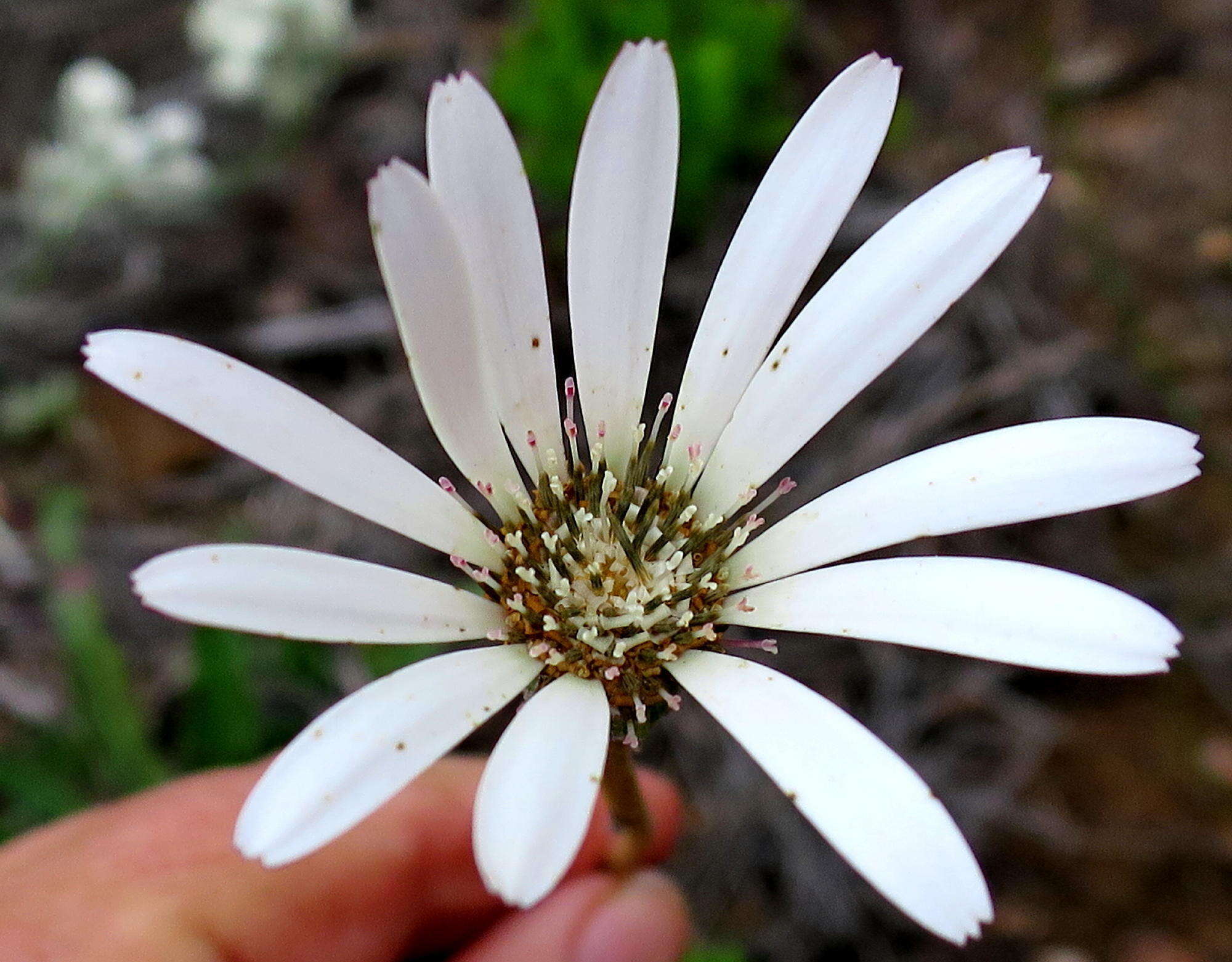 صورة Gerbera serrata (Thunb.) Druce