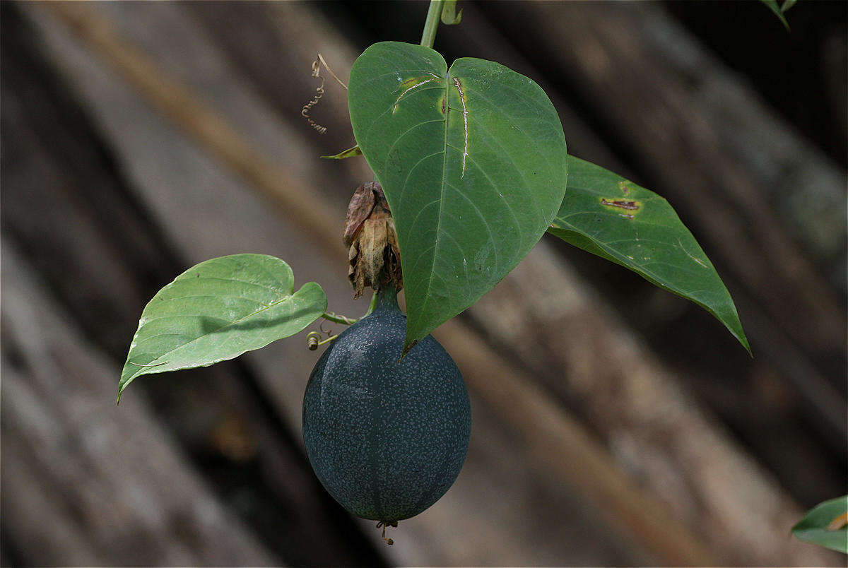 Imagem de Passiflora ligularis A. Juss.