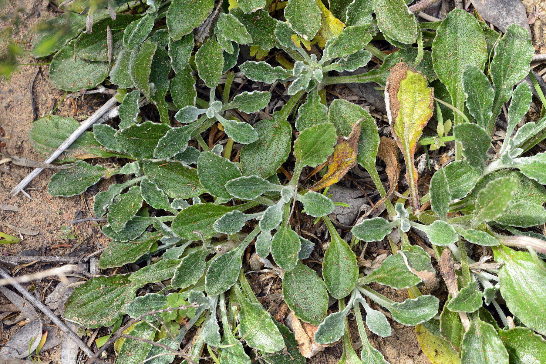 Image of Arctotis bellidifolia Berg.