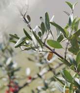 Image of silver buffaloberry