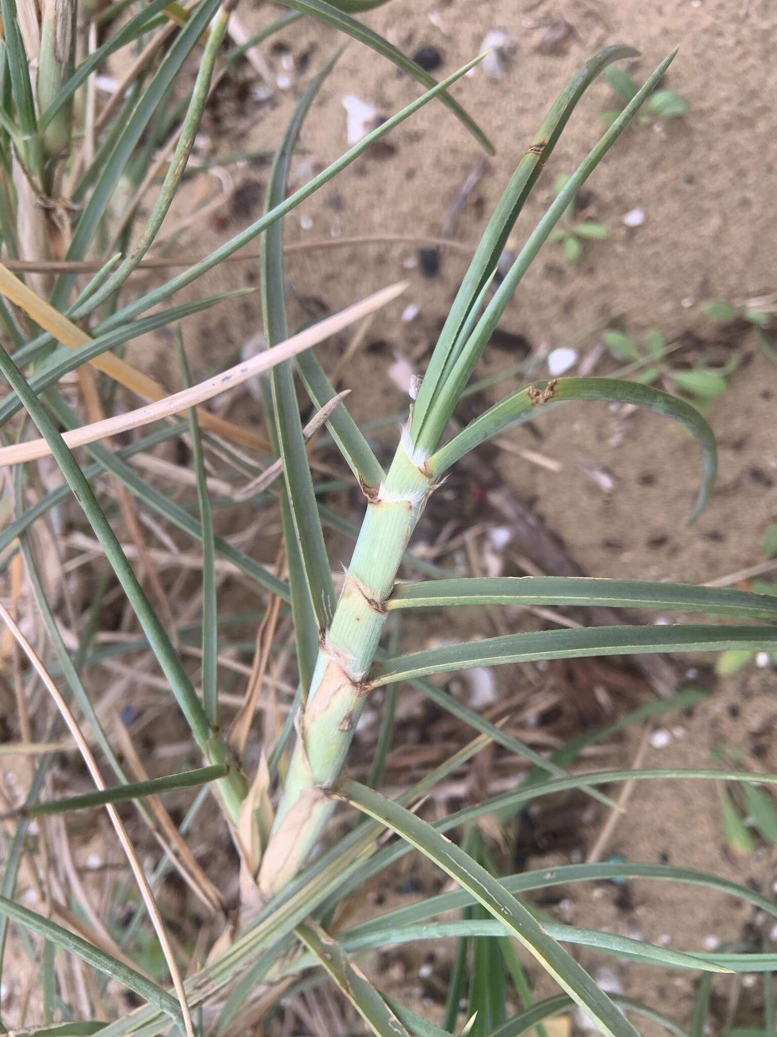 Imagem de Spinifex littoreus (Burm. fil.) Merr.