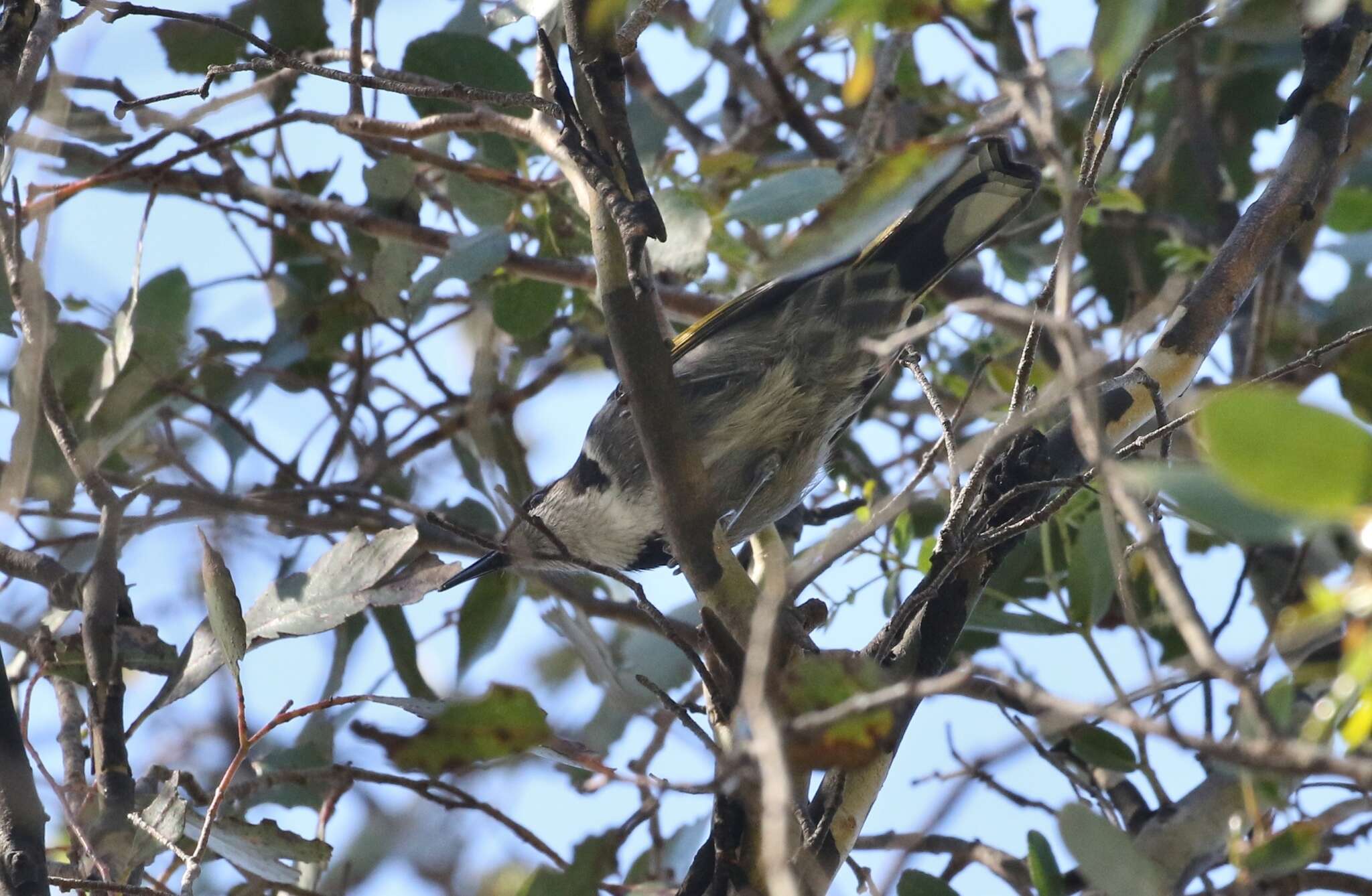 Image of Crescent Honeyeater