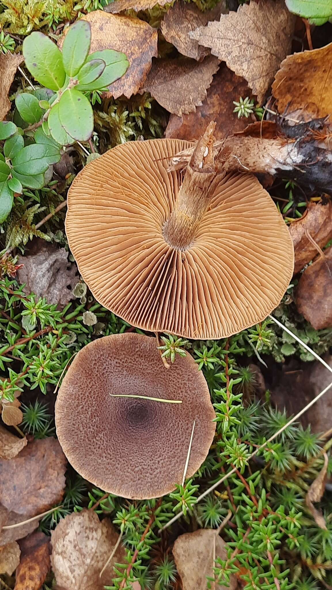 Image of Cortinarius pholideus (Lilj.) Fr. 1838