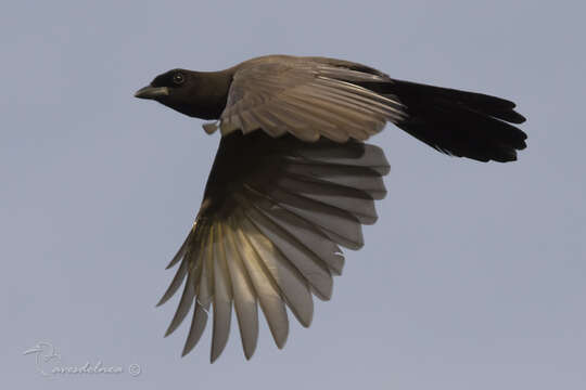 Image of Purplish Jay