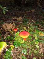 Plancia ëd Hygrocybe squamulosa (Ellis & Everh.) Arnolds 1995