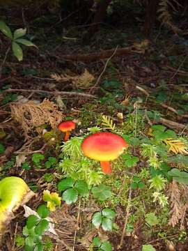 Hygrocybe squamulosa (Ellis & Everh.) Arnolds 1995 resmi