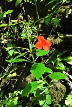 Image of Achimenes admirabilis Wiehler