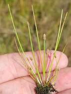 Eleocharis flavescens var. flavescens的圖片