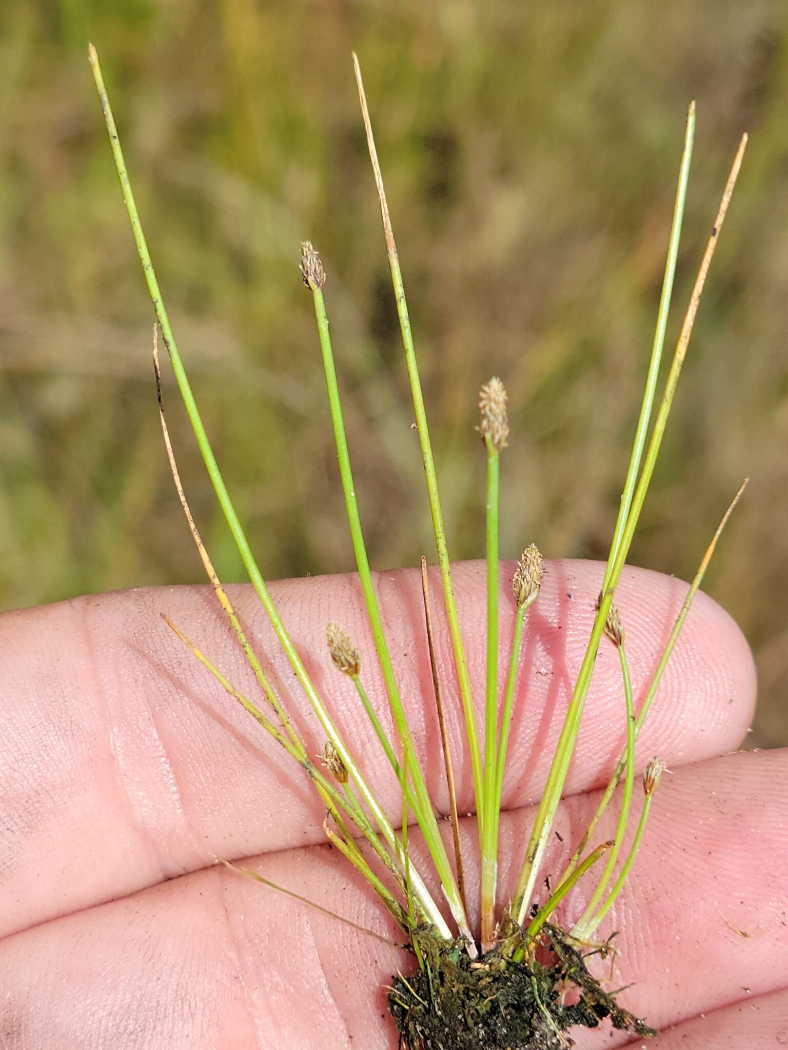 Eleocharis flavescens var. flavescens的圖片