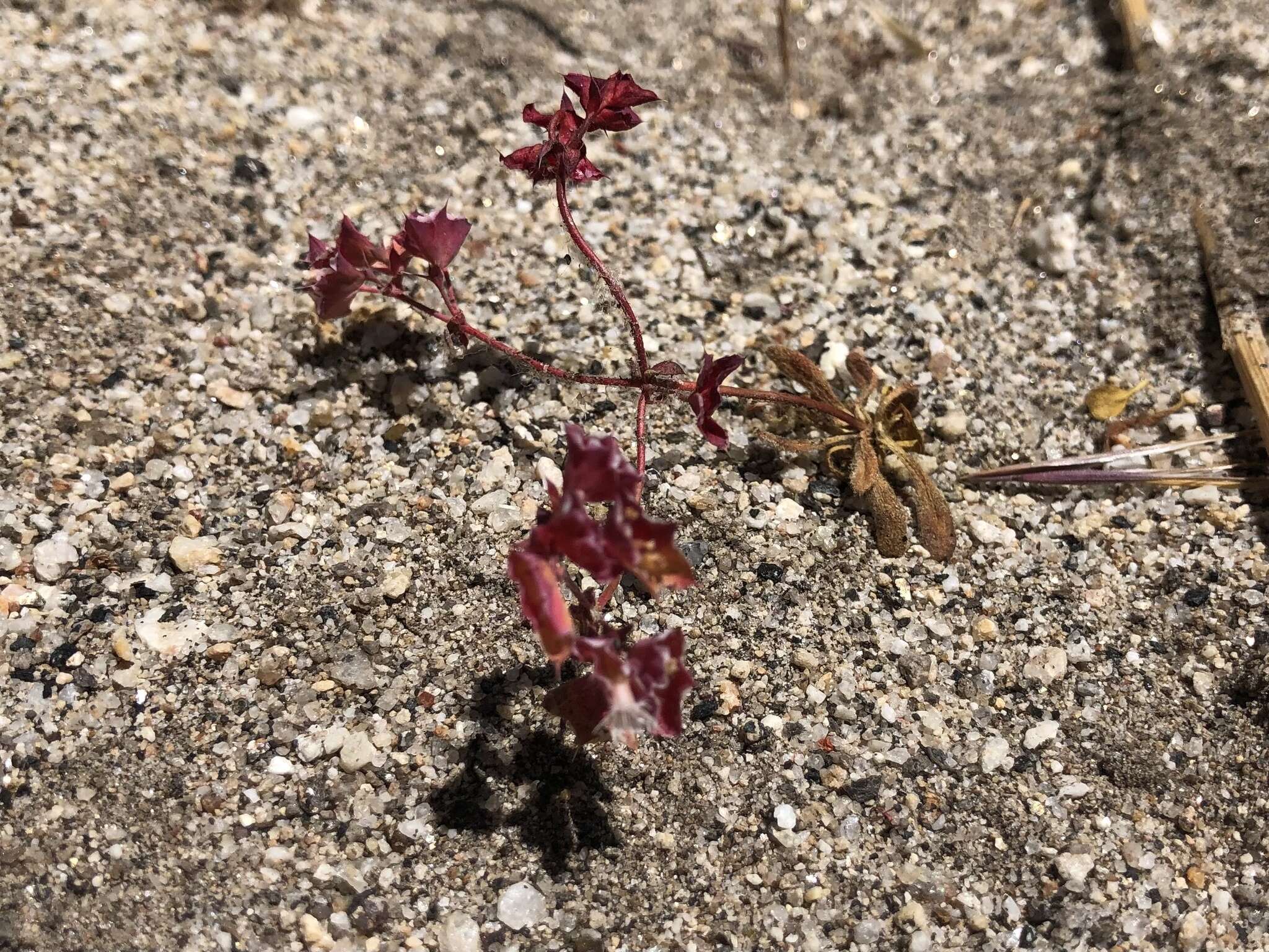 Image de Sidotheca emarginata (H. M. Hall) Reveal