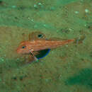 Image of Australian spiny gurnard