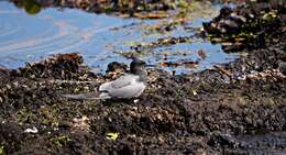 Image of Black Tern