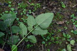 Image of red sage