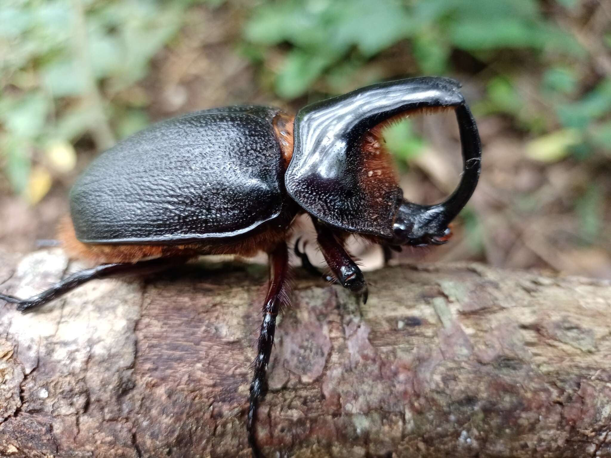 Imagem de Heterogomphus