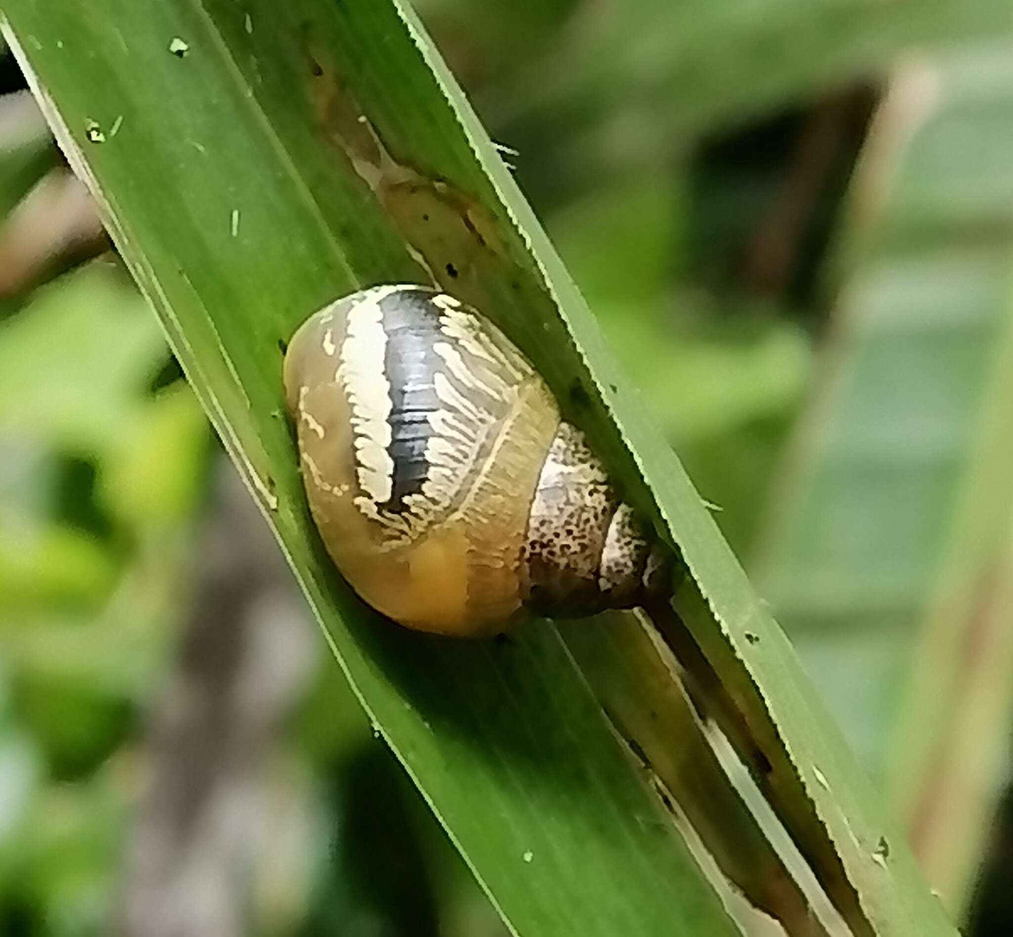 Image of Simpulopsis citrinovitreus