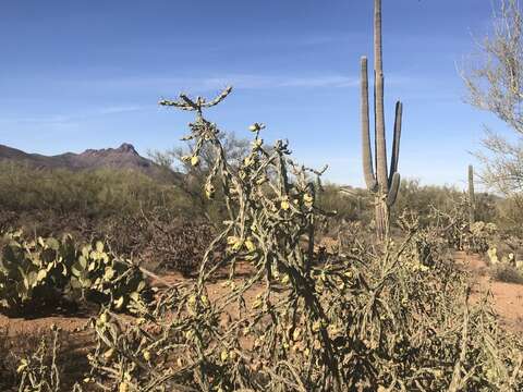 Image of cholla