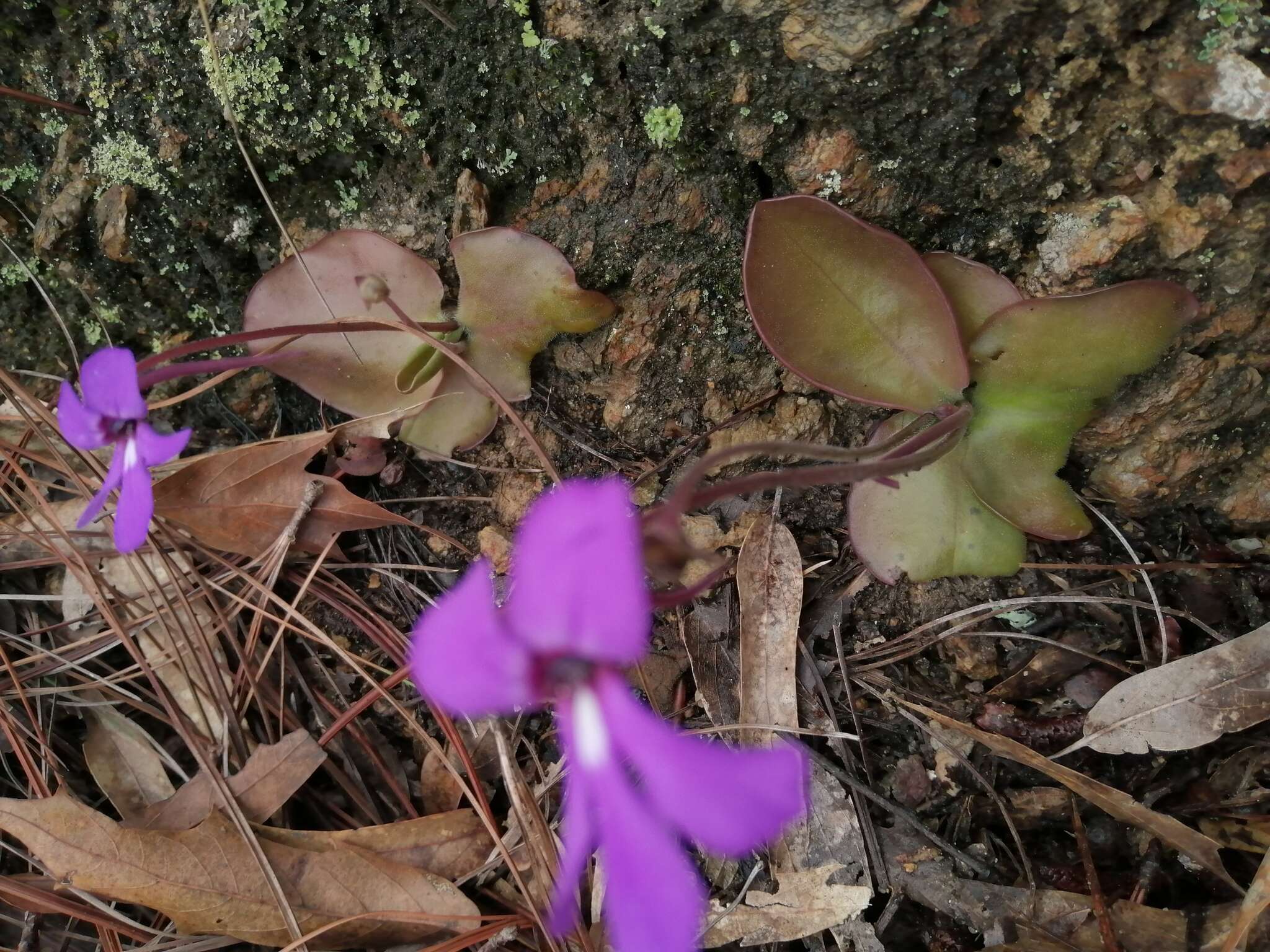 Imagem de Pinguicula macrophylla Kunth